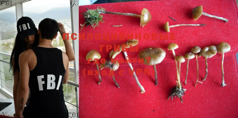 Псилоцибиновые грибы Psilocybine cubensis  Болгар 